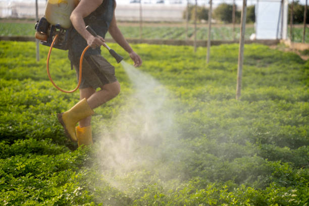 Best Mosquito Control Services  in West Miami, FL