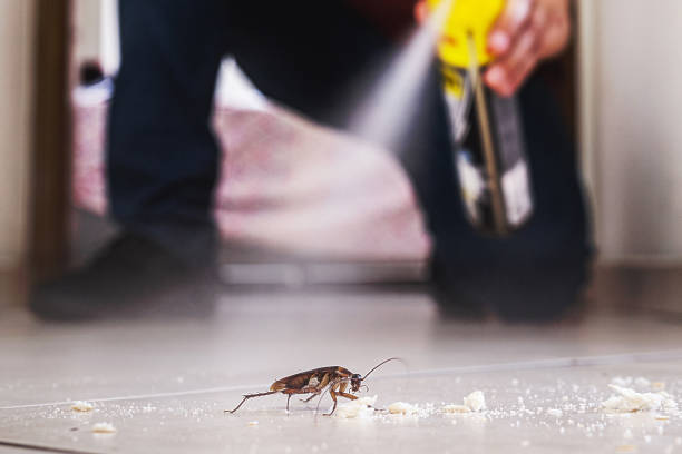 Best Ant Control Services  in West Miami, FL