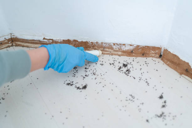 Professional Pest Control in West Miami, FL
